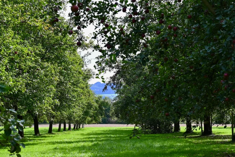 Schöne Apfelbäume in Zuzwil